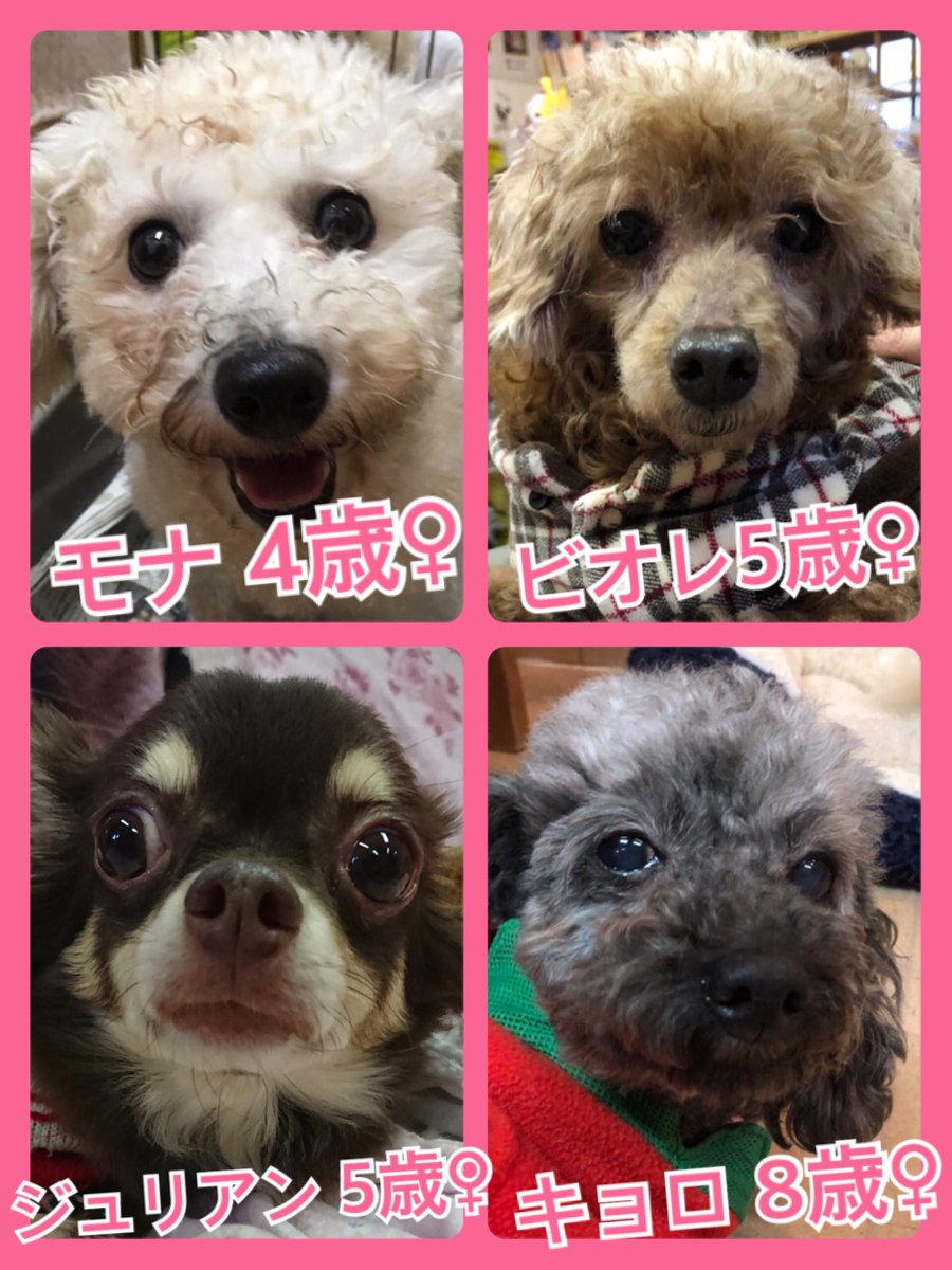 🎄今月はクリスマスミラクル月間✨今日の里親様募集中ワンコ🐶メンバーです🐾2018,12,15